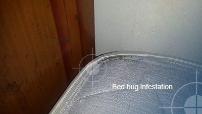 Bed bug infestation jamaica