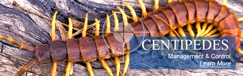centipede jamaica