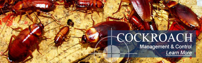 cockroach jamaica