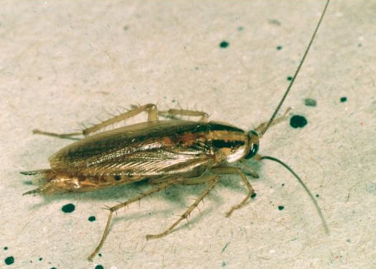 german cockroach jamaica